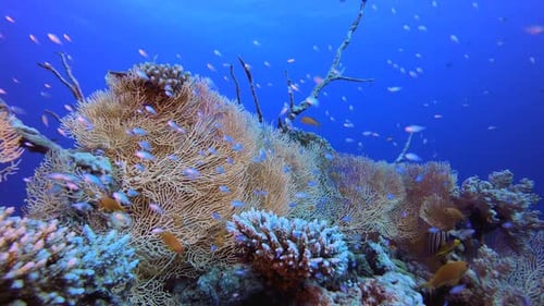 Coral Reef Ecosystem with Colorful Fish and Corals