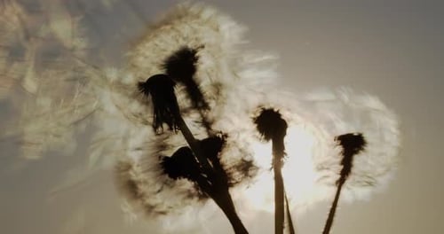 Die Heuhaufen sind vom Bouquet weggeblasen