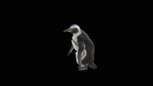 73 Penguin Dancing HD