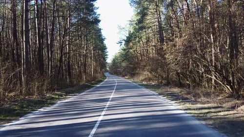 Landstraße im Wald am Abend in der Dämmerung