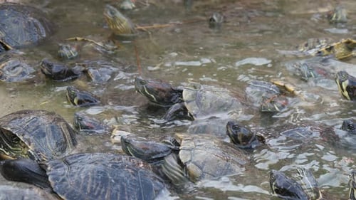 Many Small Turtles Swimming and Climbing the Beach on a Sunny Day in Summer