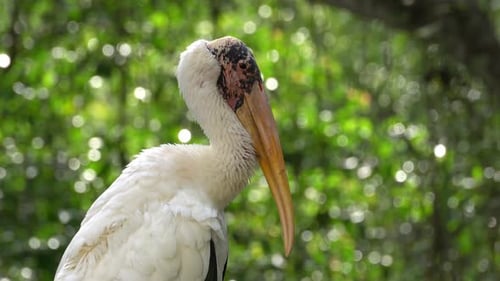 Close up Milky Stork Mycteria cinerea