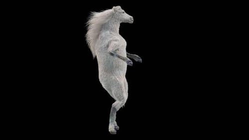 55 White Horse Dancing HD