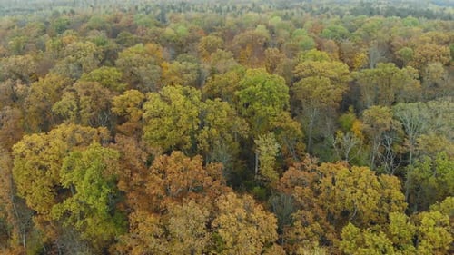 Flying at Low Altitude Over Magnificent Autumn Trees in an Autumn Forest with Lush Foliage