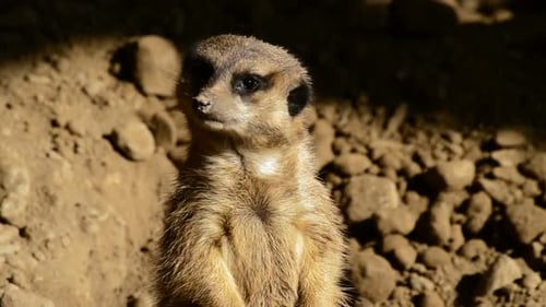 Niedliches Erdmännchen-Suricate-Gesicht schaut sich um