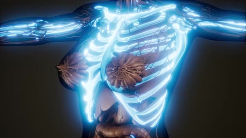 Futuristic Glowing Female Anatomy Scan 3D Animation