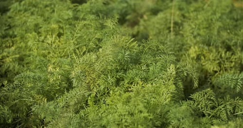 Carrot Leaves In The Field Swaying In The Wind