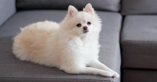 Cute White Pomeranian Dog Resting on Gray Couch