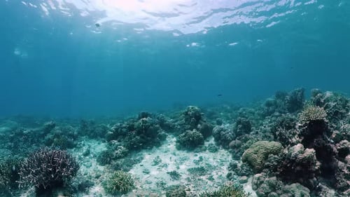 Coral Reef and Tropical Fish Underwater. Panglao, Philippines.