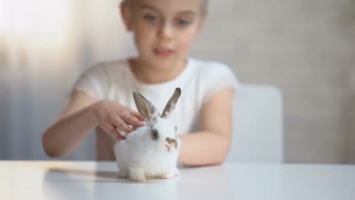 Girl Pets White Rabbit on Table Indoors