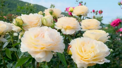 Beautiful delicate picturesque bush blooming roses on a summer day in the park. Rose garden.