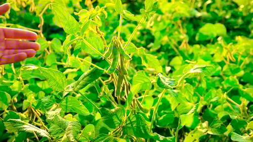 Soybeans Grow in the Field