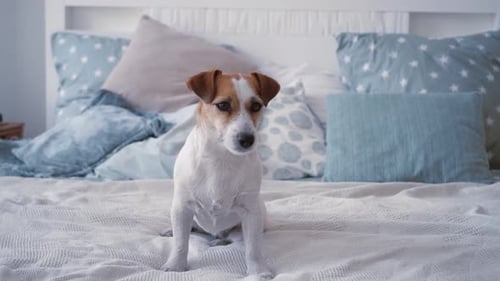 Alert Jack Russell Terrier Sitting on Bed