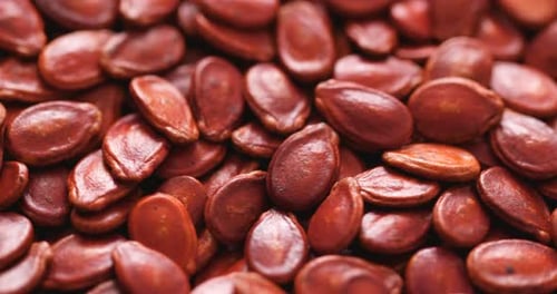 Red Melon Seed
