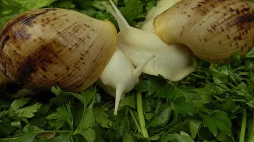Afrikanische Riesenschnecken