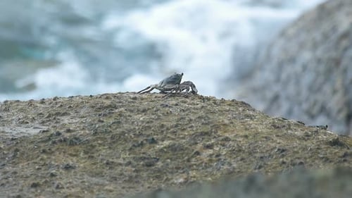 Cangrejo en la roca