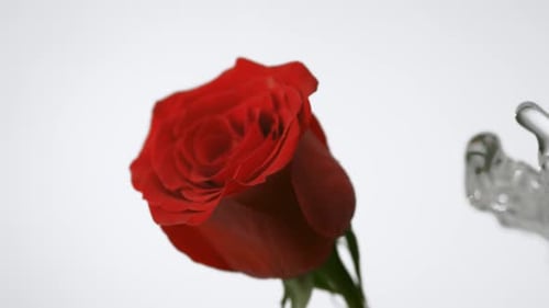 Red rose spinning and water splash. Slow Motion.