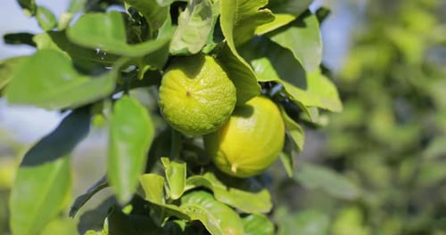 Bergamot green on tree