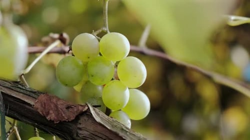 The Grapes of Green Grapes Ripen on the Vine, Rays of the Sun. Close Up V2