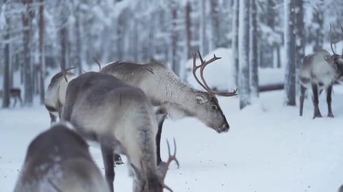 Reindeer in Snowy Winter Forest Foraging for Food