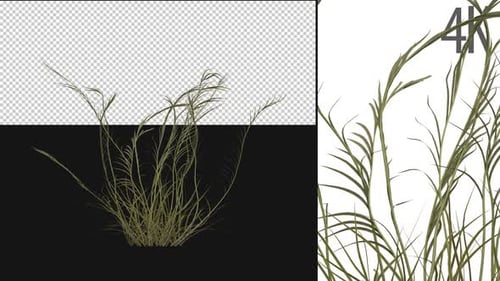 Animated Realistic Grass Growing Element