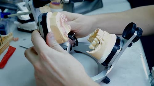 Dentiste travaillant avec une prothèse de mâchoire artificielle