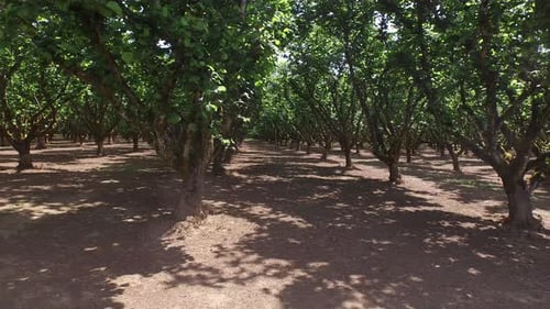 Hazelnut orchard