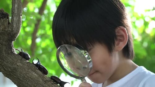 Lindo niño asiático mirando a través de una lupa a un escarabajo rinoceronte en el bosque