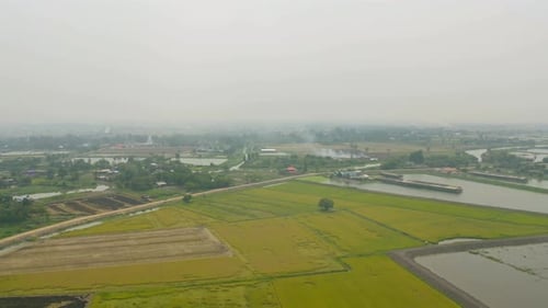Vista aérea superior de arroz em casca fresco, campo agrícola verde no campo ou área rural