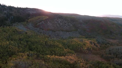 Voando para trás sobre a floresta ao nascer do sol