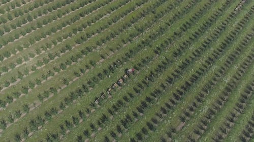 Aerial view of workers on a plantation