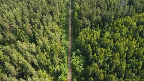 Road in the Forest.