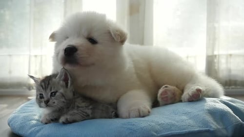 Adorable Puppy and Kitten Cuddling Together