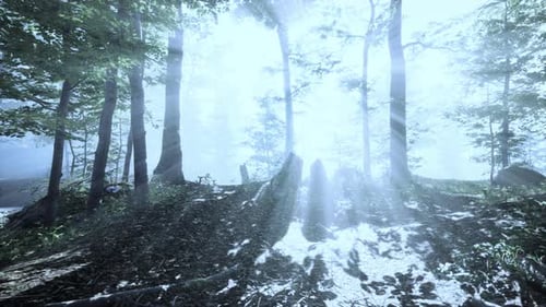 Sun Rising in a Forest with Fog