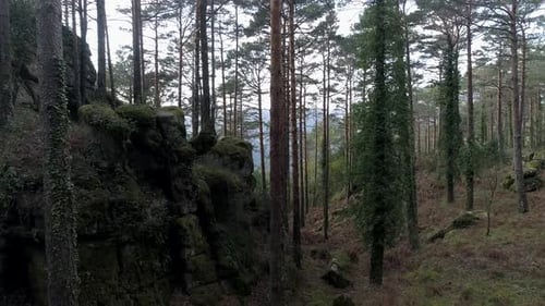 Arbres forestiers
