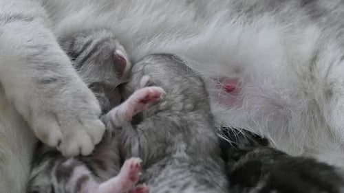 Close Up Of American Shorthair Feeding Her Kitten