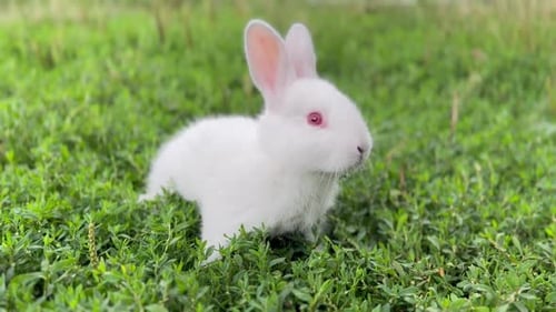 Um pequeno coelho branco fofo com olhos vermelhos está sentado na grama verde