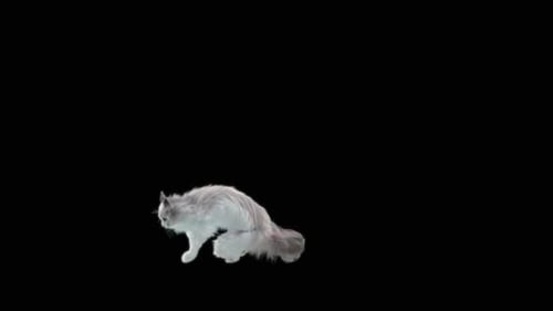 Katze Jumping HD