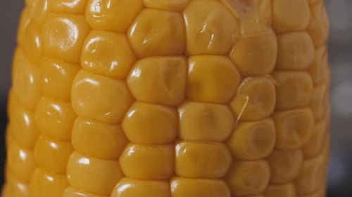 Sweet Farmer's Boiled Corn and Butter Melt on It Closeup Macro Lens Studio Shot