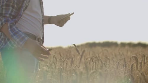 Man Uses Tablet in Golden Wheat Field