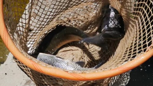 Vista de cima para uma rede de pesca com muitas trutas adultas capturadas vivas, sacudindo e pulando no