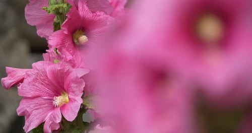 Alcea, commonly known as the hollyhocks