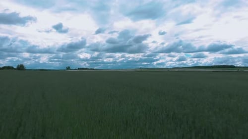 Natural wheat field. Wheat green field with blue sky and clouds in sunny day. Crops field