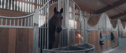 Horse Stable