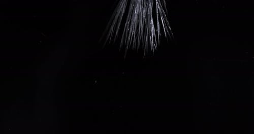 Abstract Black and White Strands on Black Backdrop
