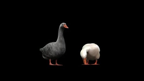 Two Realistic Geese Animated Pecking
