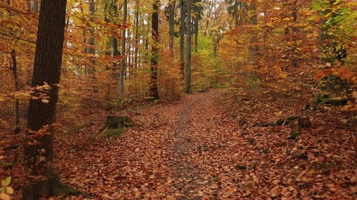 Drone Flight in Autumn Colored Forest