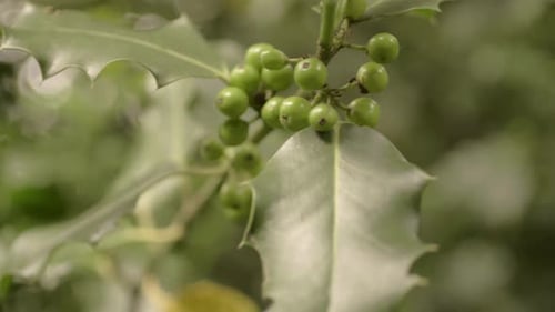 Plante de houx en été cultivant des baies