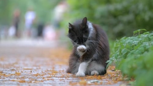 Big Cat Licking Its Paw While Cleaning Itself on Sity Street