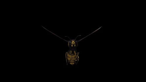 Wasp Fly Vorderansicht